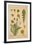 Dandelion-null-Framed Giclee Print