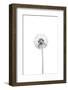 Dandelion-Lotte Gronkjar-Framed Photographic Print