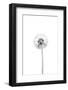 Dandelion-Lotte Gronkjar-Framed Photographic Print