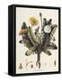 Dandelion-William Kilburn-Framed Stretched Canvas