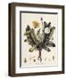 Dandelion-William Kilburn-Framed Giclee Print