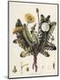 Dandelion-William Kilburn-Mounted Giclee Print