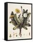 Dandelion-William Kilburn-Framed Stretched Canvas