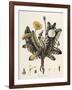 Dandelion-William Kilburn-Framed Giclee Print