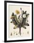 Dandelion-William Kilburn-Framed Giclee Print