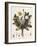 Dandelion-William Kilburn-Framed Giclee Print