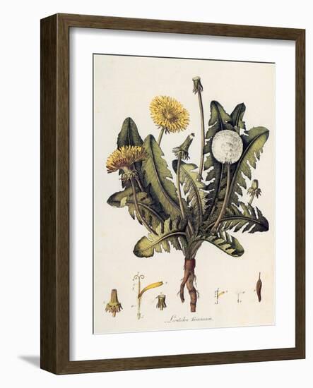 Dandelion-William Kilburn-Framed Giclee Print