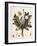 Dandelion-William Kilburn-Framed Giclee Print