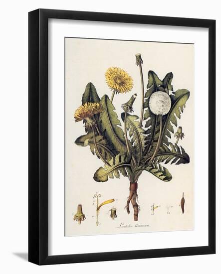 Dandelion-William Kilburn-Framed Giclee Print