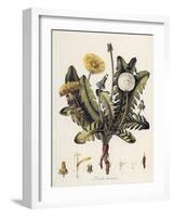 Dandelion-William Kilburn-Framed Giclee Print