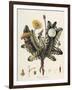 Dandelion-William Kilburn-Framed Giclee Print