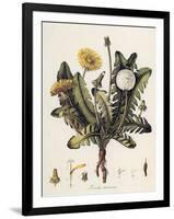 Dandelion-William Kilburn-Framed Giclee Print