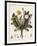 Dandelion-William Kilburn-Framed Giclee Print