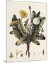 Dandelion-William Kilburn-Mounted Giclee Print