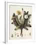 Dandelion-William Kilburn-Framed Giclee Print