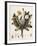 Dandelion-William Kilburn-Framed Giclee Print