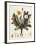 Dandelion-William Kilburn-Framed Giclee Print