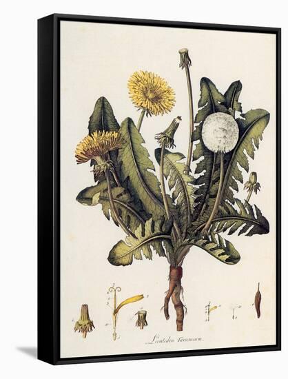 Dandelion-William Kilburn-Framed Stretched Canvas