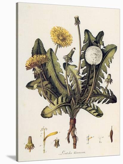 Dandelion-William Kilburn-Stretched Canvas