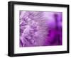 Dandelion-578foot-Framed Art Print