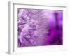 Dandelion-578foot-Framed Art Print