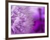 Dandelion-578foot-Framed Art Print