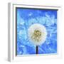 Dandelion-Ata Alishahi-Framed Giclee Print