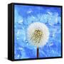 Dandelion-Ata Alishahi-Framed Stretched Canvas