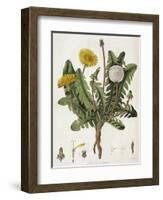 Dandelion-William Kilburn-Framed Giclee Print