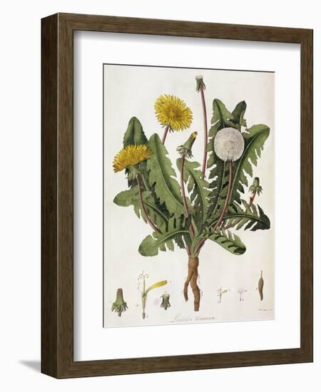 Dandelion-William Kilburn-Framed Giclee Print