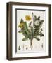 Dandelion-William Kilburn-Framed Giclee Print