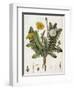 Dandelion-William Kilburn-Framed Giclee Print