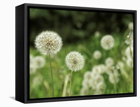 Dandelions, California, USA-Savanah Stewart-Framed Stretched Canvas