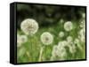 Dandelions, California, USA-Savanah Stewart-Framed Stretched Canvas