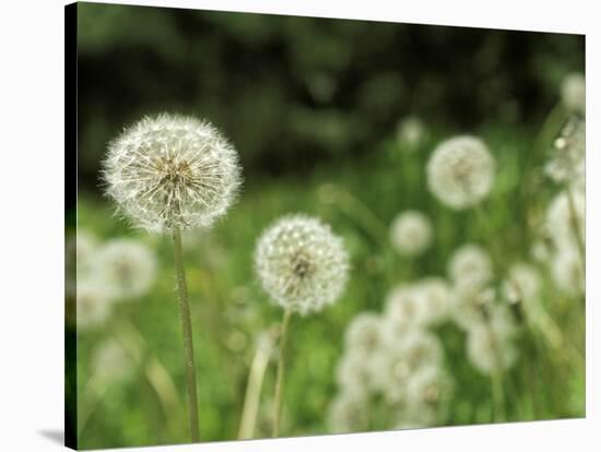 Dandelions, California, USA-Savanah Stewart-Stretched Canvas