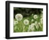 Dandelions, California, USA-Savanah Stewart-Framed Photographic Print