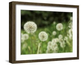 Dandelions, California, USA-Savanah Stewart-Framed Photographic Print