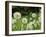 Dandelions, California, USA-Savanah Stewart-Framed Photographic Print