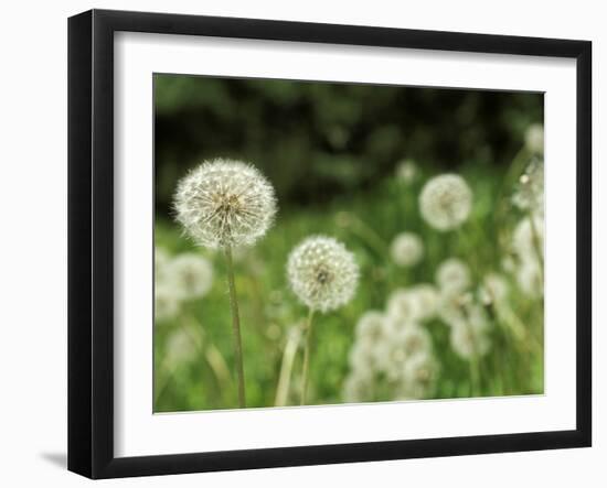 Dandelions, California, USA-Savanah Stewart-Framed Photographic Print