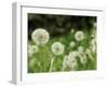 Dandelions, California, USA-Savanah Stewart-Framed Photographic Print