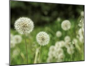 Dandelions, California, USA-Savanah Stewart-Mounted Photographic Print