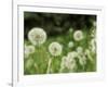 Dandelions, California, USA-Savanah Stewart-Framed Photographic Print