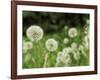 Dandelions, California, USA-Savanah Stewart-Framed Photographic Print