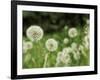 Dandelions, California, USA-Savanah Stewart-Framed Photographic Print