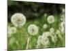 Dandelions, California, USA-Savanah Stewart-Mounted Photographic Print