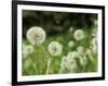 Dandelions, California, USA-Savanah Stewart-Framed Photographic Print