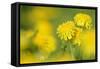 Dandelions in Full Bloom on a Meadow in Spring-null-Framed Stretched Canvas