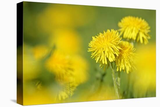 Dandelions in Full Bloom on a Meadow in Spring-null-Stretched Canvas