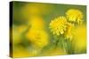 Dandelions in Full Bloom on a Meadow in Spring-null-Stretched Canvas