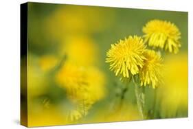 Dandelions in Full Bloom on a Meadow in Spring-null-Stretched Canvas